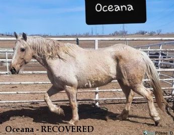 Oceana - RECOVERED